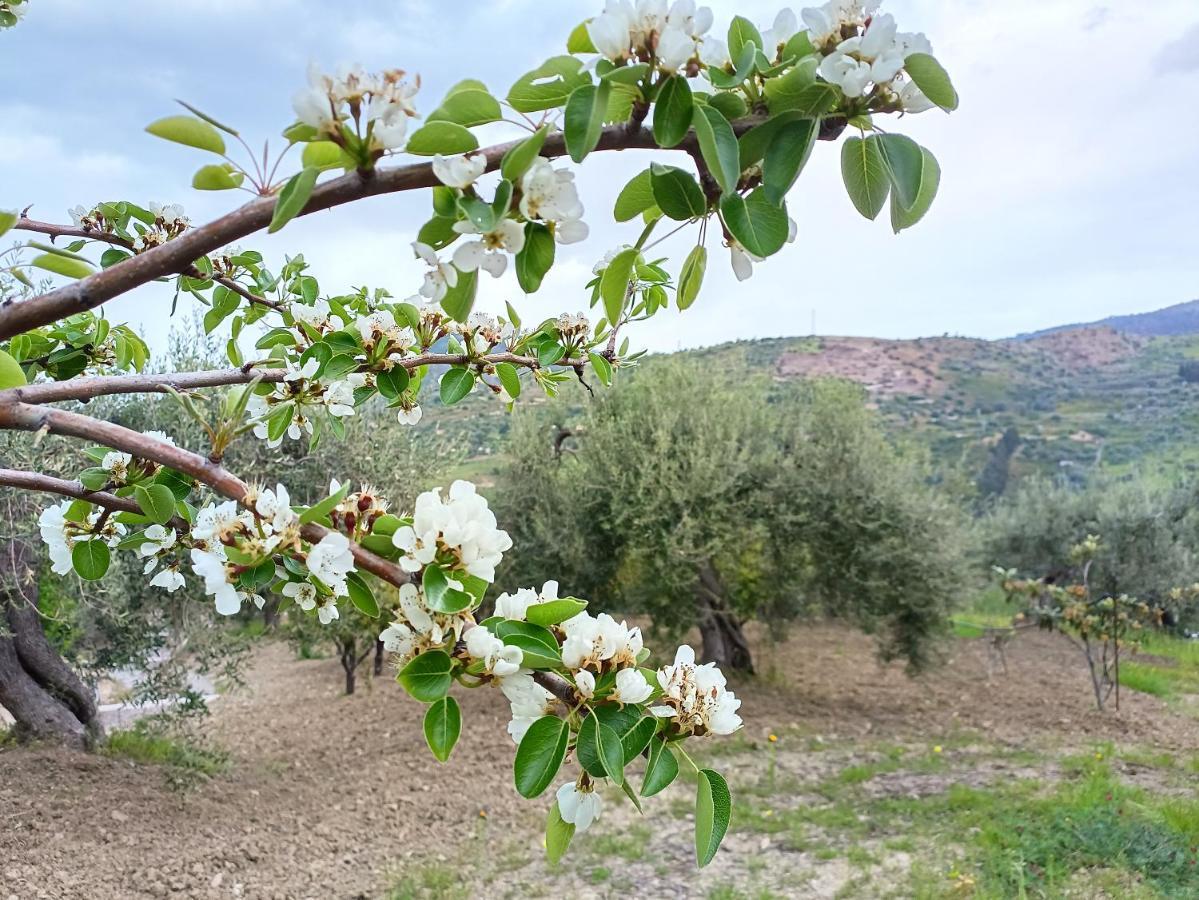 Agriturismo Le Campanelle - Sicilia - Cefalu Villa Lascari Eksteriør bilde