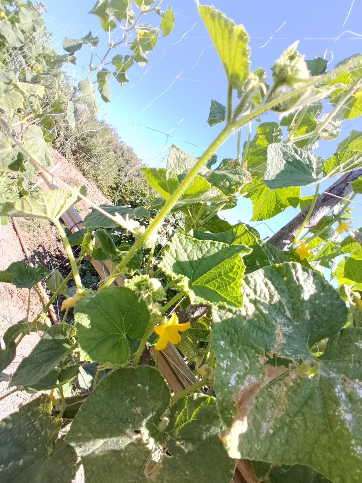 Agriturismo Le Campanelle - Sicilia - Cefalu Villa Lascari Eksteriør bilde