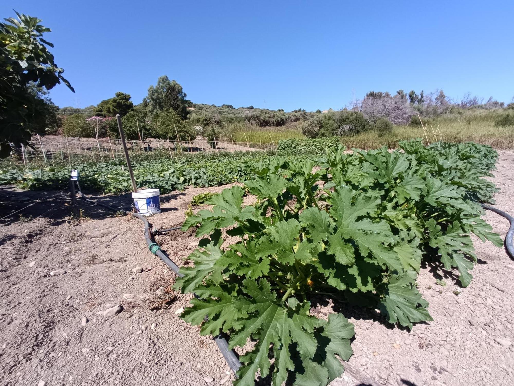 Agriturismo Le Campanelle - Sicilia - Cefalu Villa Lascari Eksteriør bilde