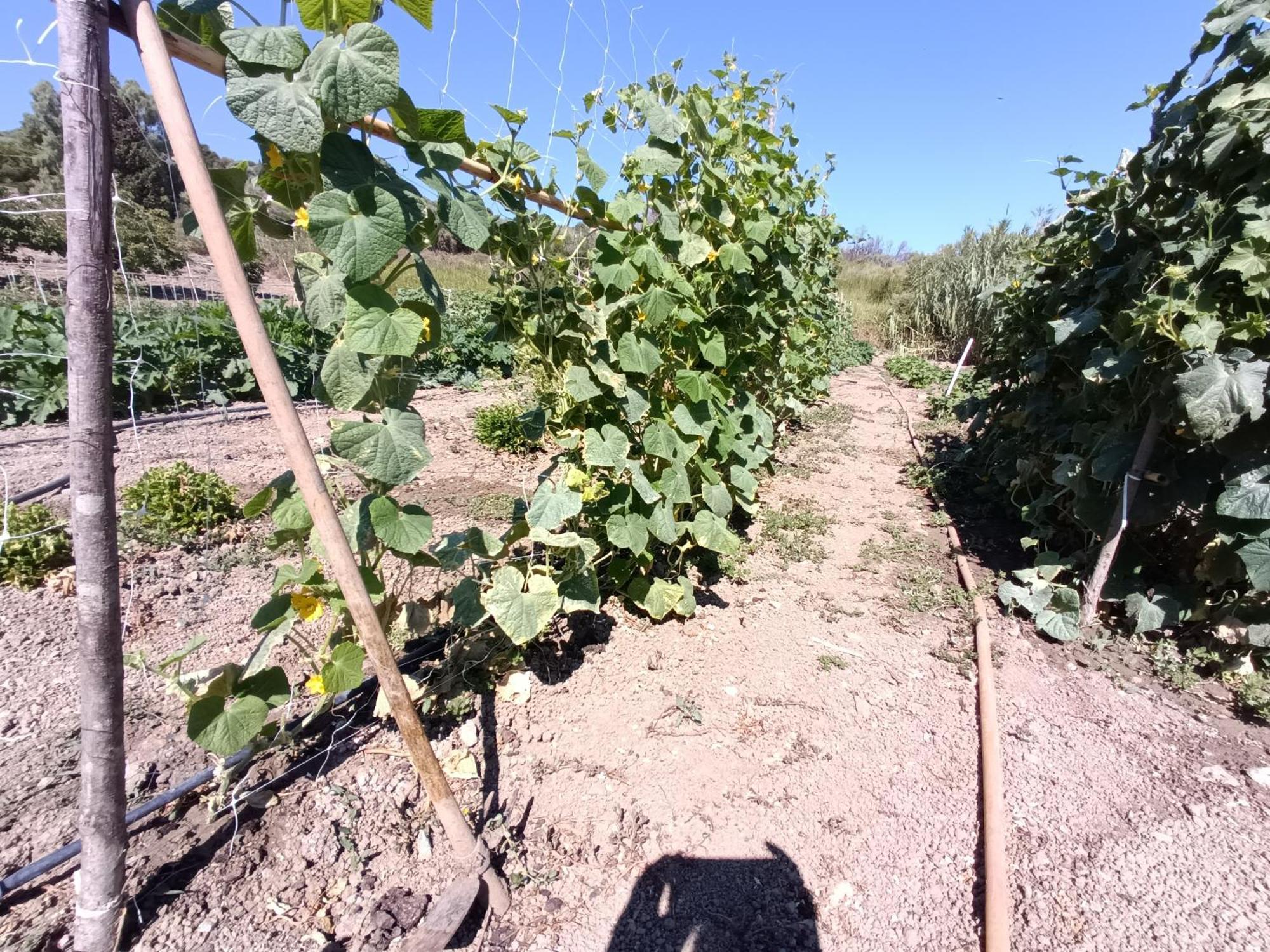 Agriturismo Le Campanelle - Sicilia - Cefalu Villa Lascari Eksteriør bilde